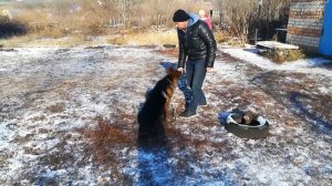 Как научить собаку команде сидеть, лежать, стоять. Дневник кинолога. Алексей Саламатин