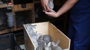 Крольчатам 25 дней. Когда убирать маточники у крольчат?