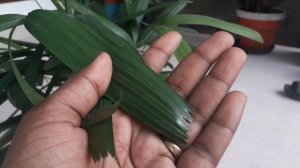 ലേഡി പാം/Rhapis palm plant care in malayalam