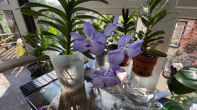 Vanda coerulea blue смотреть онлайн