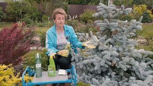 Секрет пышности моих хвойных