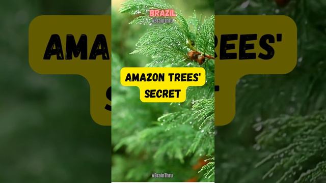 🌳🔊 Secret Talks of Amazon Trees! 🇧🇷