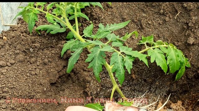 Нужны ли Торфяные Таблетки для выращивания рассады и проращивания черенков. gardening смотреть онлайн