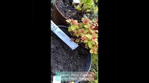 Спирея Мерло Стар (Spiraea japonica Merlo Star) спустя несколько дней после пересылки.