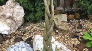 Как сформировать гибискус садовый на штамбе