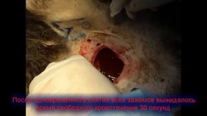 Испытание Селокс (Celox) - модель ранения сосудов конечностей