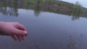 Огромный лещ попался! на поплавочную удочку