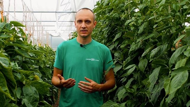 При таком поливе перца вы всегда будете с урожаем. Основные принципы полива перца. Суперполив.