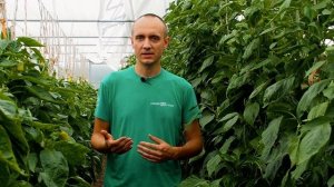 При таком поливе перца вы всегда будете с урожаем. Основные принципы полива перца. Суперполив.