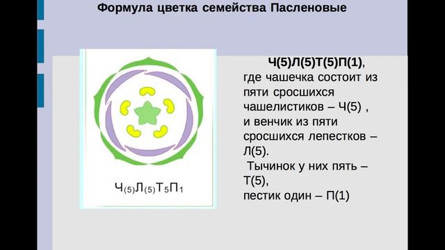 Строение цветка семейства пасленовых