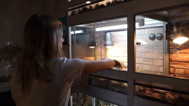 Среднеазиатская черепаха. Секреты содержания в домашних условиях