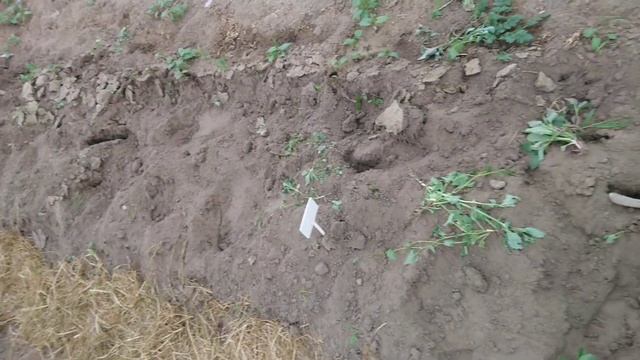 Рассада капусты готовая к выкопке смотреть онлайн