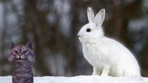 Кошечка Лика Стихотворение про зайку "Заяц" Почему зайка стал белым?