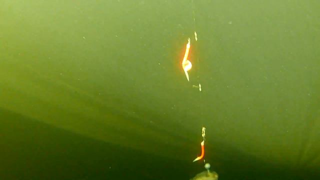 Зубатка на Белом море. смотреть онлайн