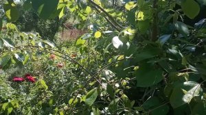 Хурма цветет.