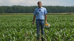 ПРОПОЛКА КУКУРУЗЫ  - наша тема! ч.2. Страховые гербициды в фазу 3 листа.