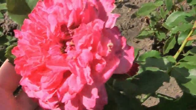 Дача повторное цветение роз осенью ? Ремонтантная клубника ? копаем арахис ? лаванда ? сидераты смотреть онлайн