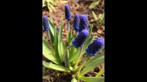 Белый цветок. Песня _Я брошу мир к твоим ногам_............