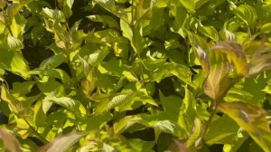 Дёрен белый "Аурея" - видео обзор из питомника