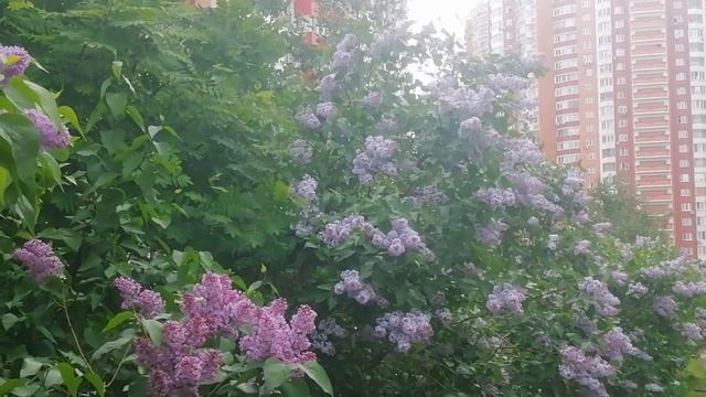 Сад сирени в городе смотреть онлайн