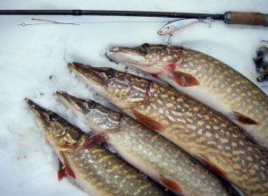 КАК ПОЙМАТЬ ЩУКУ? Особенности ловли Щуки зимой со льда!