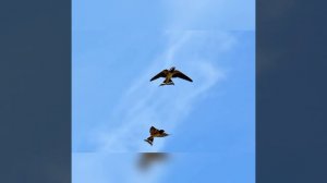 Ластівки ромашки