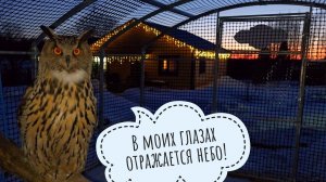 Я помешала сове Ёлке смотреть закат. Кот Пуаро зашёл подкрепиться в мороз. Сыч Лучик слушает лекцию