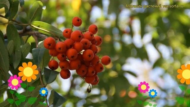 Рябина обыкновенная Эдулис. Краткий обзор, описание характеристик Sorbus Aucuparia Edulis