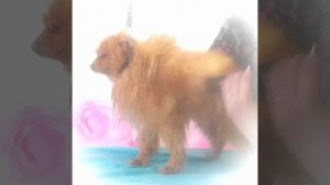 Груминг шпица