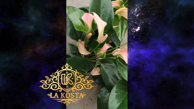 Антуриум Андреанум Джоли Персиковый 2 смотреть онлайн