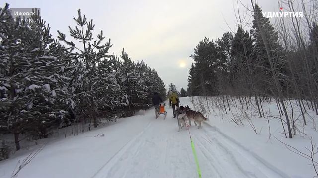 В одной упряжке с хаски: Никсан смотреть онлайн