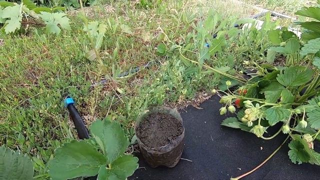Как размножить клубнику и получить рассаду. Развожу клубнику в деревне своими силами.