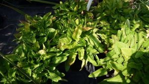 Stachys monieri 'Hummelo' - Nagyvirágú tisztesfű