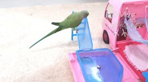 Дрессировка ожерелового попугая 3