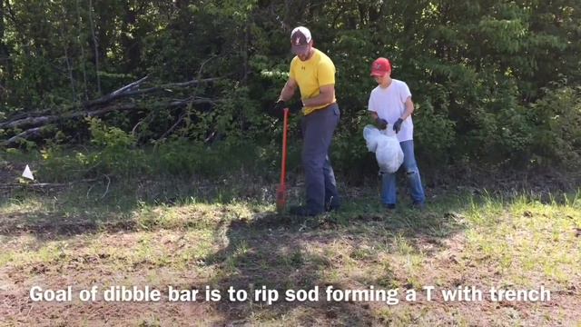 Miscanthus Screen Planting Tips смотреть онлайн