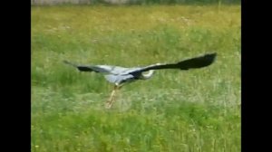 Цапля взлетает