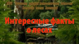 Интересные факты о лесах