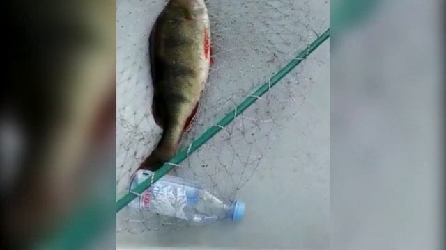 Рыбалка в Саратовской области Чардымские хроники, закрытие сезона #рыбалканащуку#чардым#осень#жор