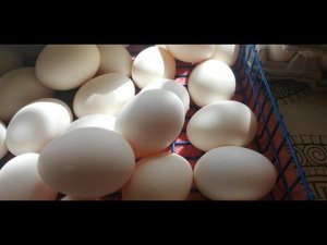 Новая порода кур))) Инкубационное яйцо Бресс-гальской породы кур.