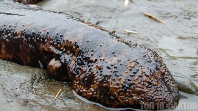 Топ 10 Самых Удивительных Животных Мира