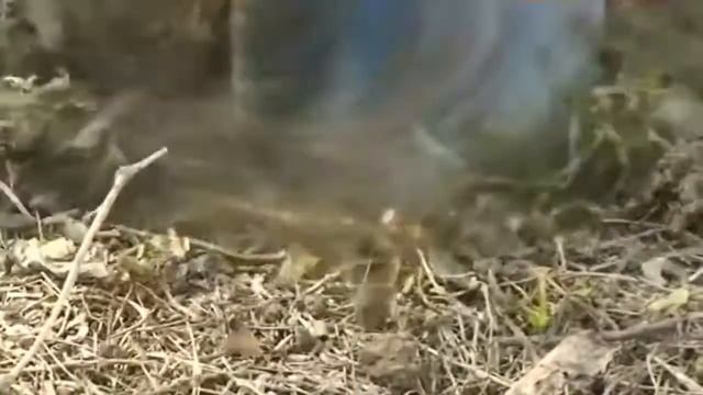 Earth Auger Post Hole Digger STGD520 смотреть онлайн