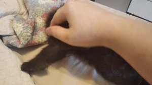 Сравнение огромных лап мейн куна полидакта и классического мейн куна ???