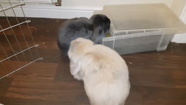 Smart bunnies! Gorgeous minilop rabbits showing how clever they are (...well, one of them is!) смотреть онлайн