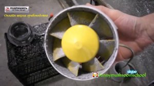 Где взять споры ВЕШЕНКИ, СБОР СПОР