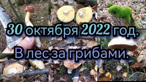 В лес за грибами 30 октября 2022 года. Собрали разные грибы, от белых до свинушек в Подмосковье.