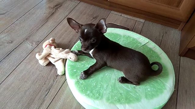 Райский Космос Желаний чихуахуа