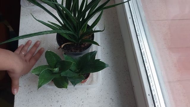 Шла за пшикалкой, а купила сансевиерии?. смотреть онлайн