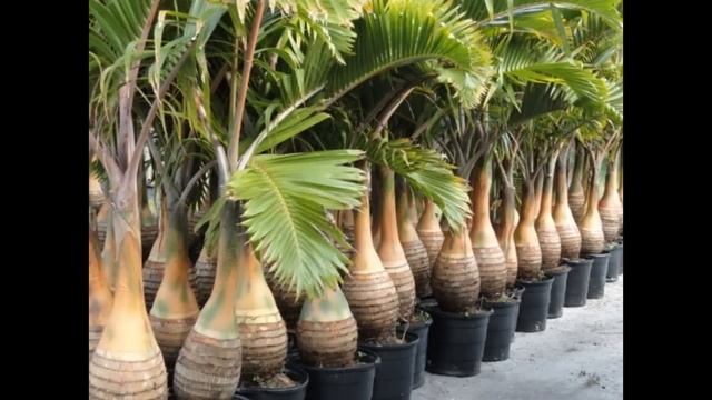 Bottle Palm - Hyophorbe lagenicaulis (Thumb) смотреть онлайн