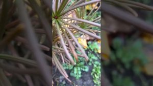 СЦИАДОПИТИС (ЯПОНСКАЯ ЗОНТИЧНАЯ ПИХТА) ОСЕНЬЮ