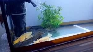 Запуск аквариума для аксалотлей